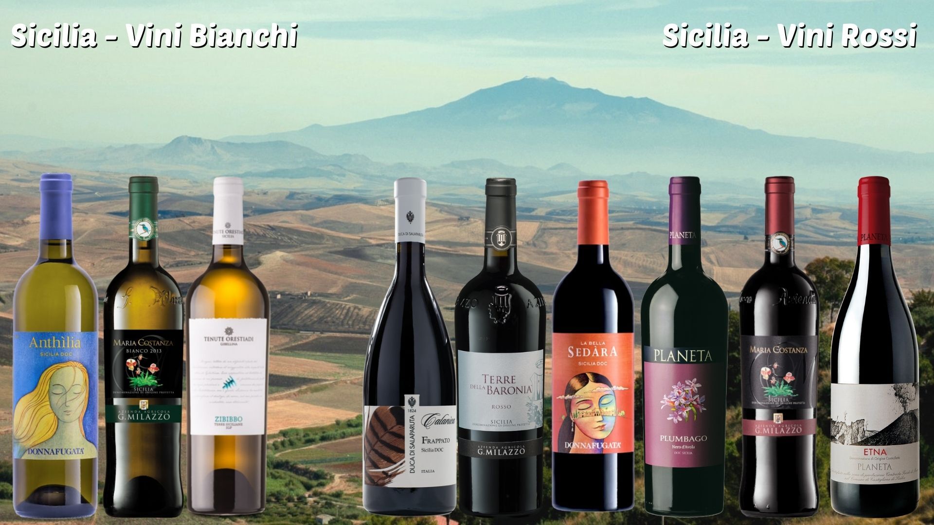 scheda vini sicilia